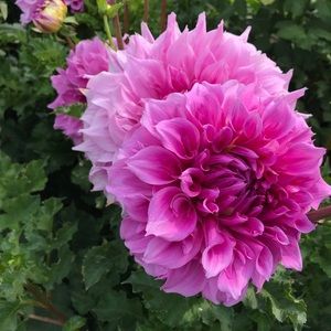 Meet your Posher, Mariana